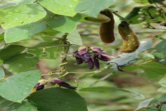 Mucuna pruriens var. pruriens
